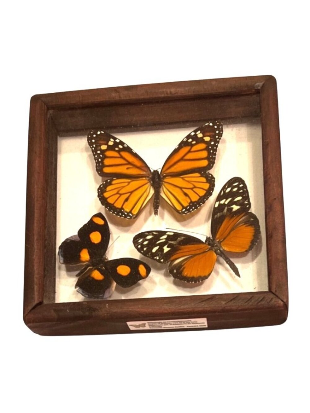 Vtg Taxidermy Butterfly Framed With Monarch, Tiger Longwing, Grecian Shoemaker